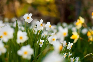 Foto op Canvas Poet's daffodil in the garden © Creaturart