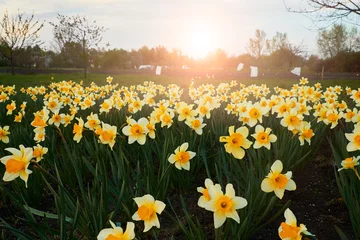 Photo sur Plexiglas Narcisse Wild daffodils in the garden