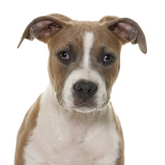 puppy american staffordshire terrier