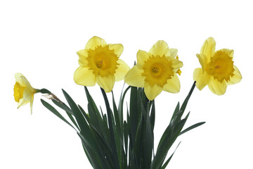 yellow narcissus on the white background