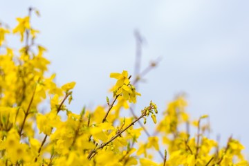 Beautiful yellow forsythia flowers.