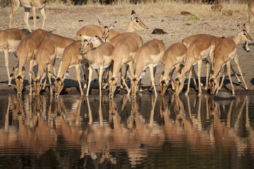 Obraz na płótnie Canvas Impala (Aepyceros melampus) del Timbavati Nature Reserve in Sud Africa 