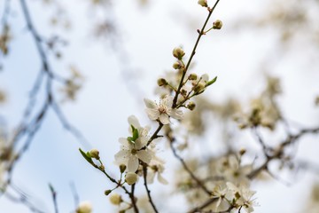White cherry blossoms.