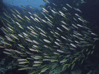 Fototapeta na wymiar Yellowfin Goatfish (Mulloides vanicolensis)