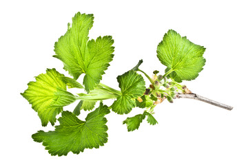 Currant leaves isolated on white background