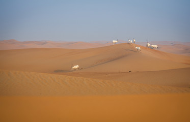 Fototapeta na wymiar Desert near Dubai at Sunrise with Oryxes on sand dunes