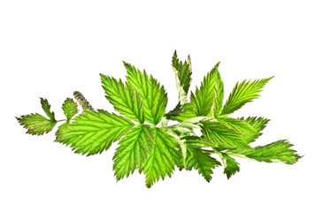 Leaves of raspberry on white background