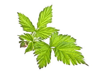Leaves of raspberry on white background