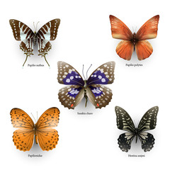 Obraz na płótnie Canvas butterfly collection 02