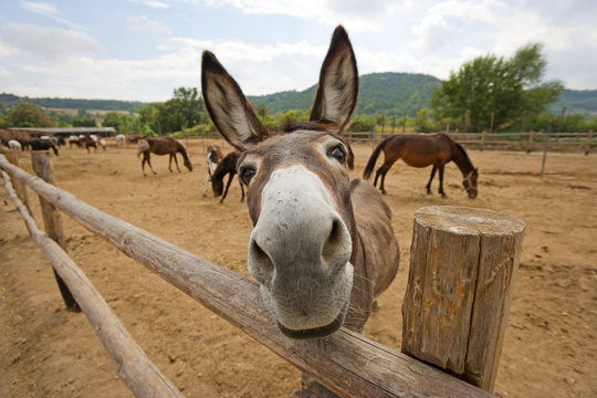Donkey Funny Images – Browse 24,354 Stock Photos, Vectors, and Video |  Adobe Stock