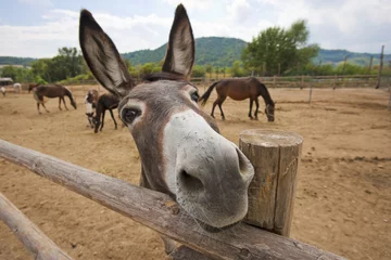 Foto op Plexiglas Grappige ezel © yiorgosgr