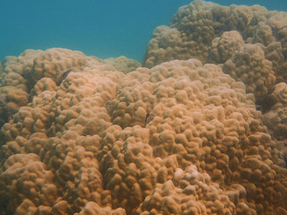 Underwater, massive coral