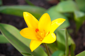 Fototapeta na wymiar ficaria verna yellow spring flowers as a background