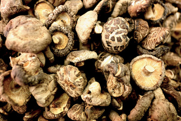 MUSHROOM
dried brown mushroom popular ingredient for Chinese food.