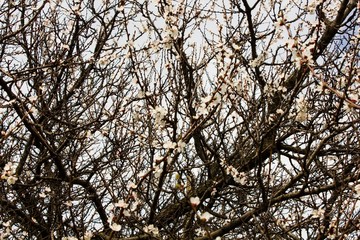 Many branches without leaves and flowers 