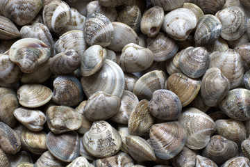 Mussels, clams, all the fresh sea
