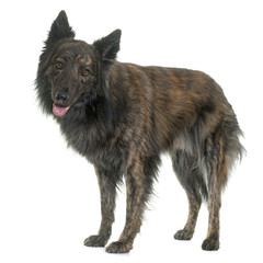 Dutch Long haired shepherd