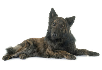 Dutch Long haired shepherd