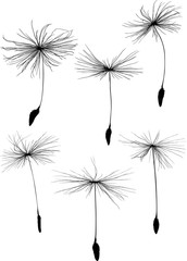 six black dandelion seeds silhouette on white