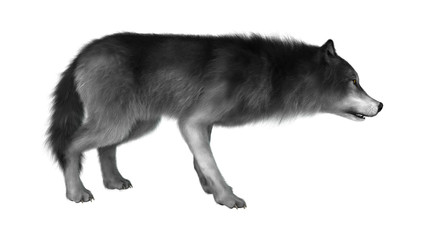 3D Illustration Gray Wolf on White