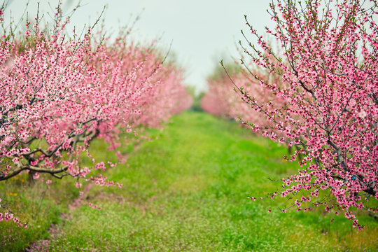 peach flower trees