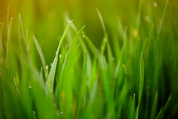 green grass with dew