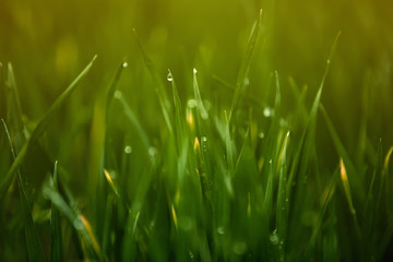 green grass with dew