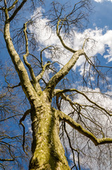 Platane ohne Laub im Frühling