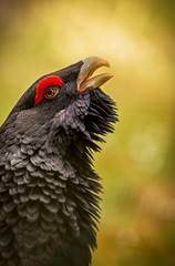 capercaillie male during mating season/capercaillie male during mating season
