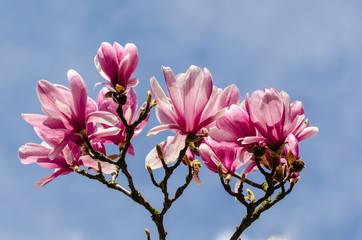 Blühende Magnolien vor blauem Himmel