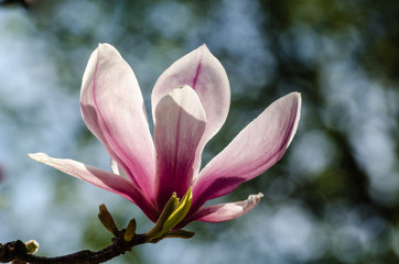 Bl&uuml;hende Magnolien vor blauem Himmel