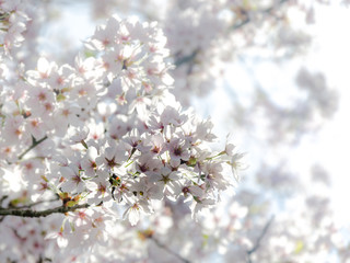 zarte Blüten im Gegenlicht