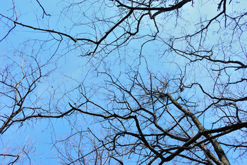 looking up at trees and sky - background - blue sky
