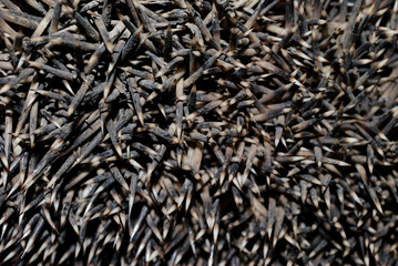 sharp prickles of a hedgehog