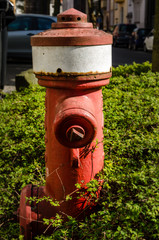Fototapeta na wymiar rot weißer Hydrant in Hecke