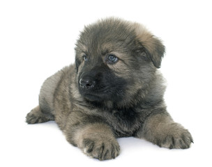 Obraz premium ancient type german shepherd