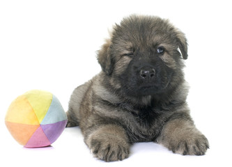 ancient type german shepherd