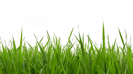 Fresh spring green grass panorama