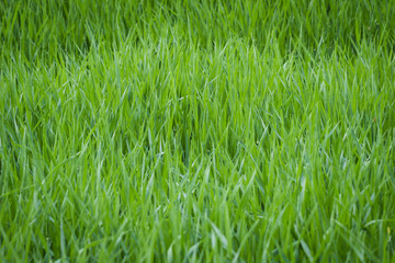 Background of a green grass