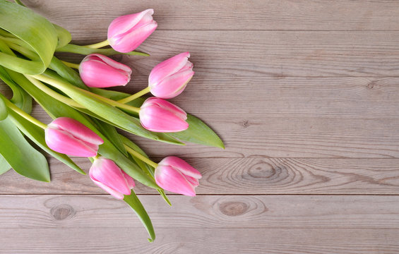 Pink tulips on wooden background. 