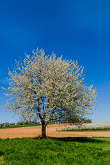 Obraz premium Baum im Frühling