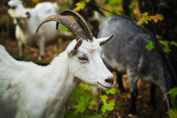 White horned goat grazing in the forest