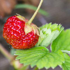 n&auml;rbild p&aring; ett smultron p&aring; en smultronbuske