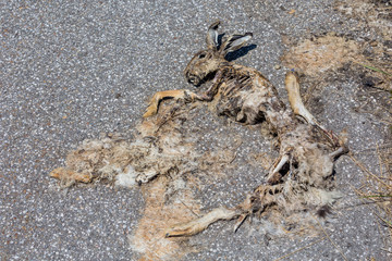Hase wurde überfahren