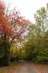 country road through maple forest