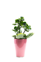 Succulent in Pot isolated on white background.
