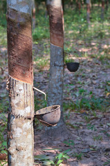 rubber tree background nature plant Asia green leaf tropical