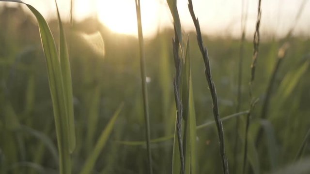 Slow motion shot of long grass in the breeze at sunset. Rural Summer Feel