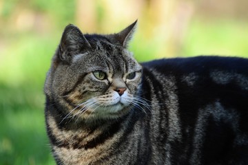 Britisch Kurzhaar Katze