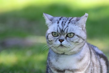 Britisch Kurzhaar Katze